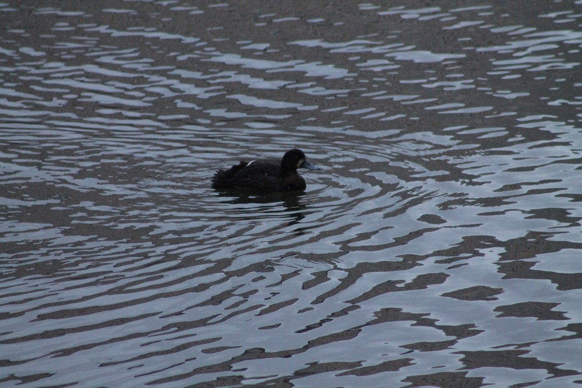 Greater Scaup - ML646013351