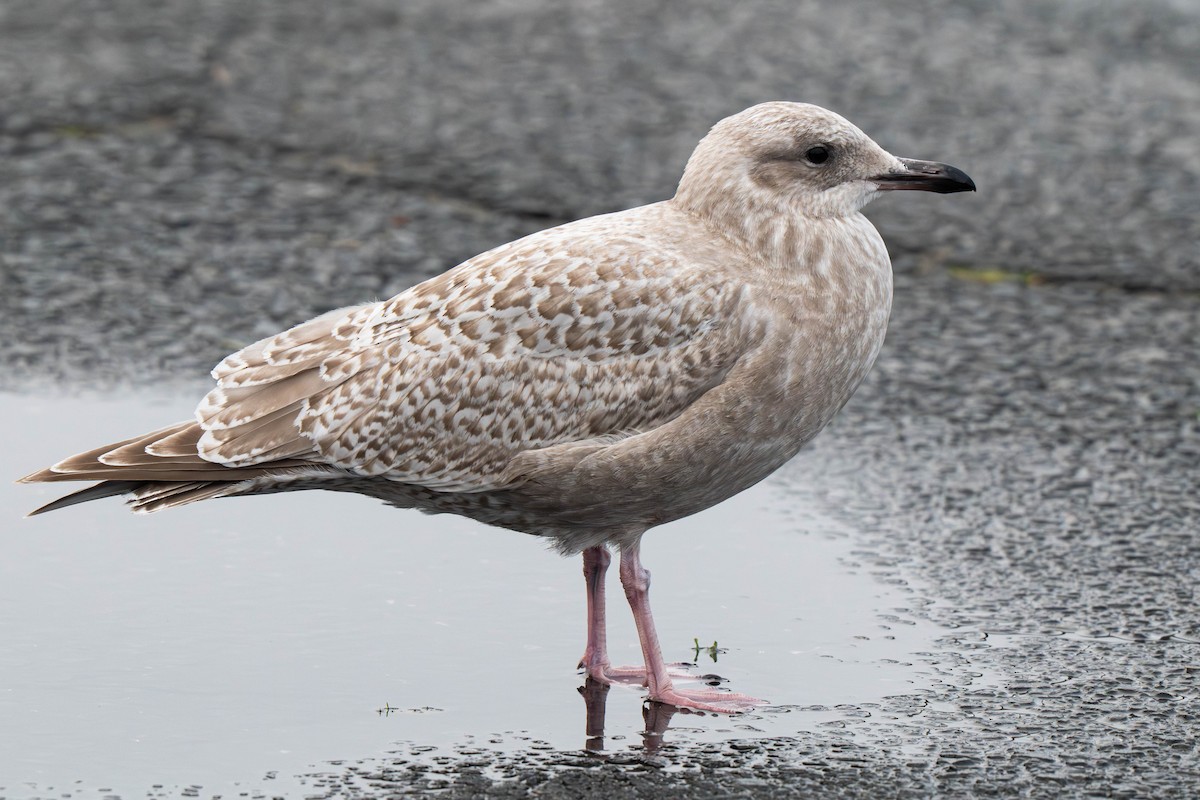 Kaio hegalzuria (thayeri) - ML646013355