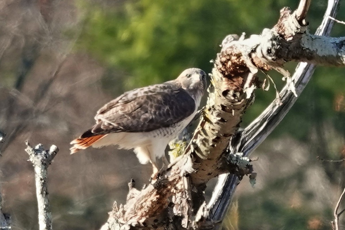 Red-tailed Hawk - ML646013360
