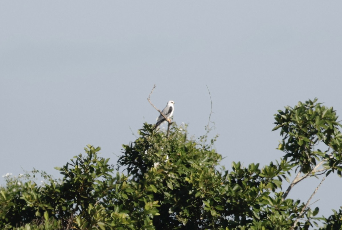 White-tailed Kite - ML646013373