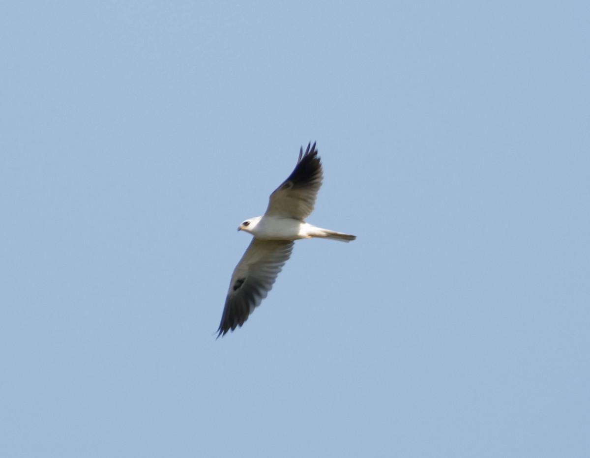 White-tailed Kite - ML646013374