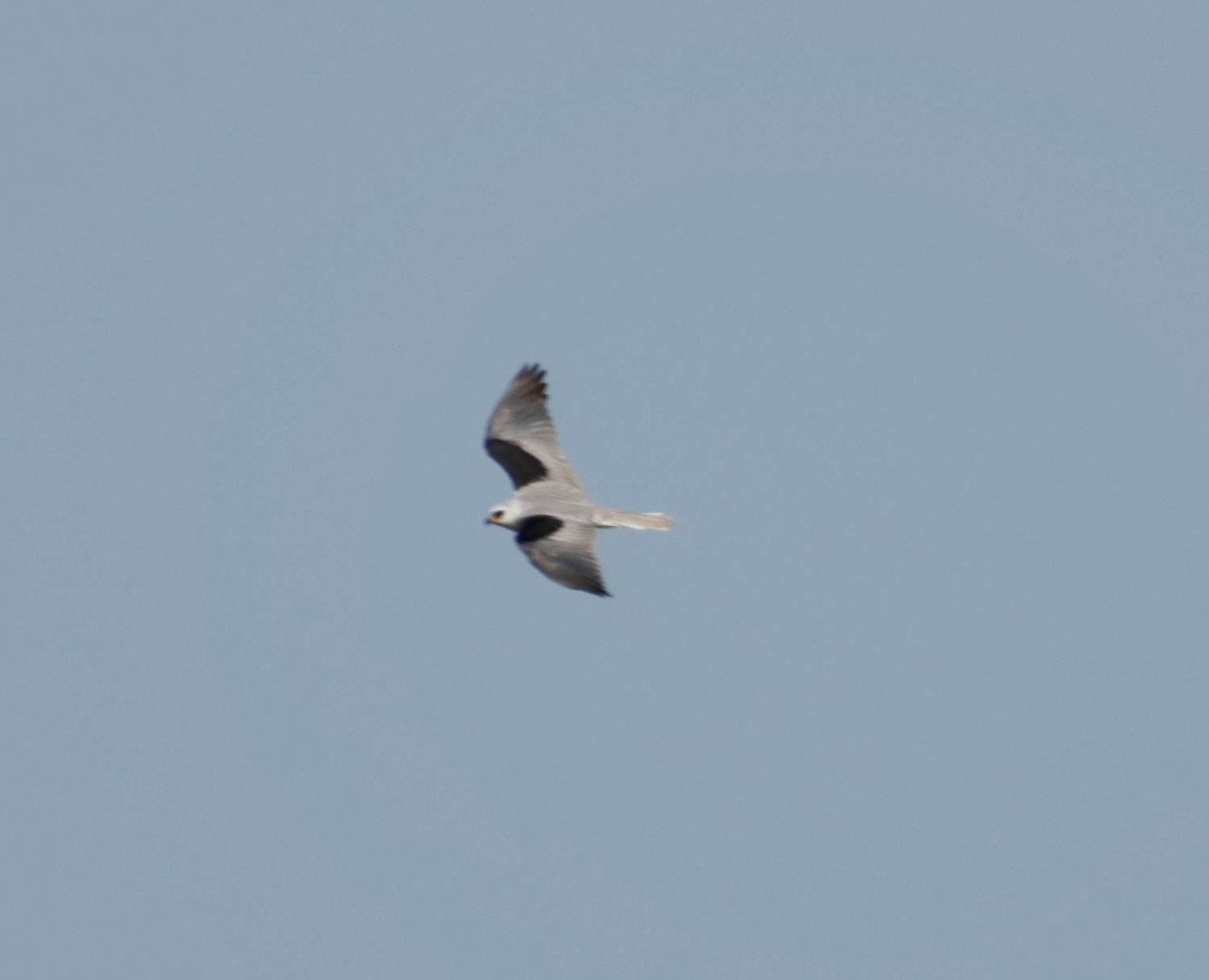 White-tailed Kite - ML646013375
