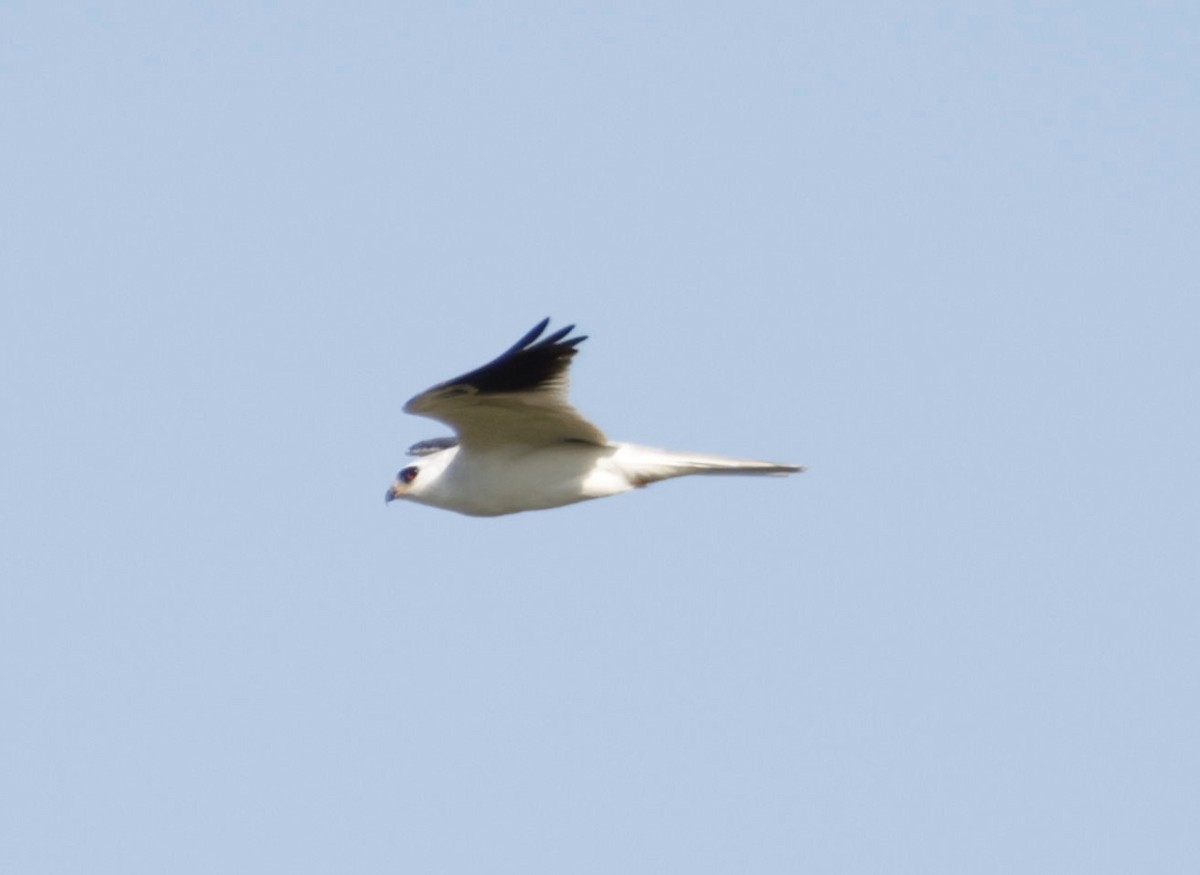 White-tailed Kite - ML646013376