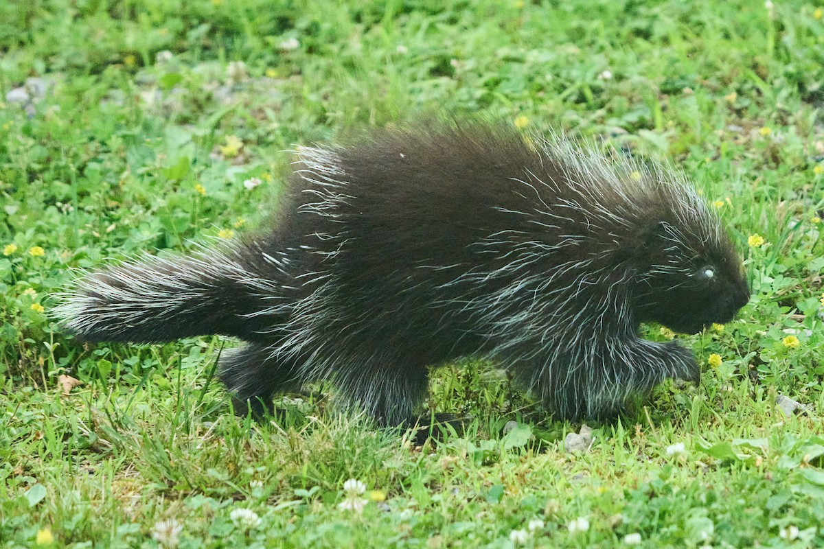 North American Porcupine - ML646013377