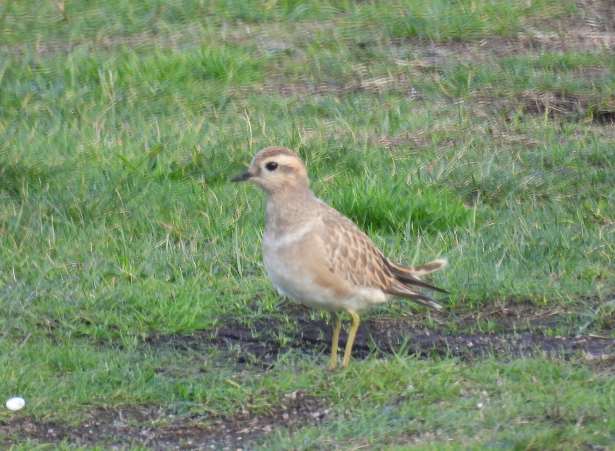 Eurasian Dotterel - ML646013378