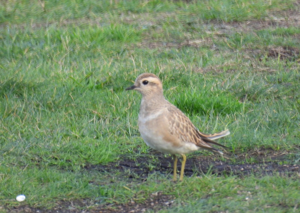 Eurasian Dotterel - ML646013396