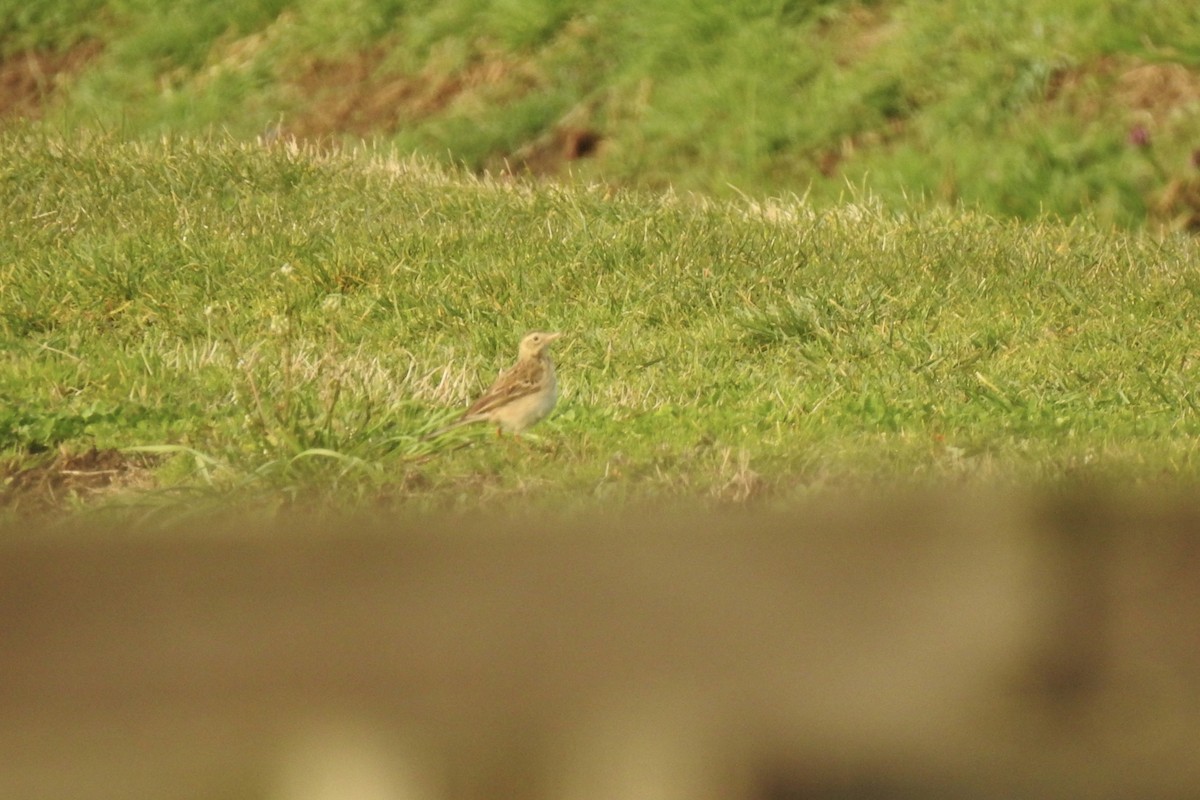 Richard's Pipit - ML646013403