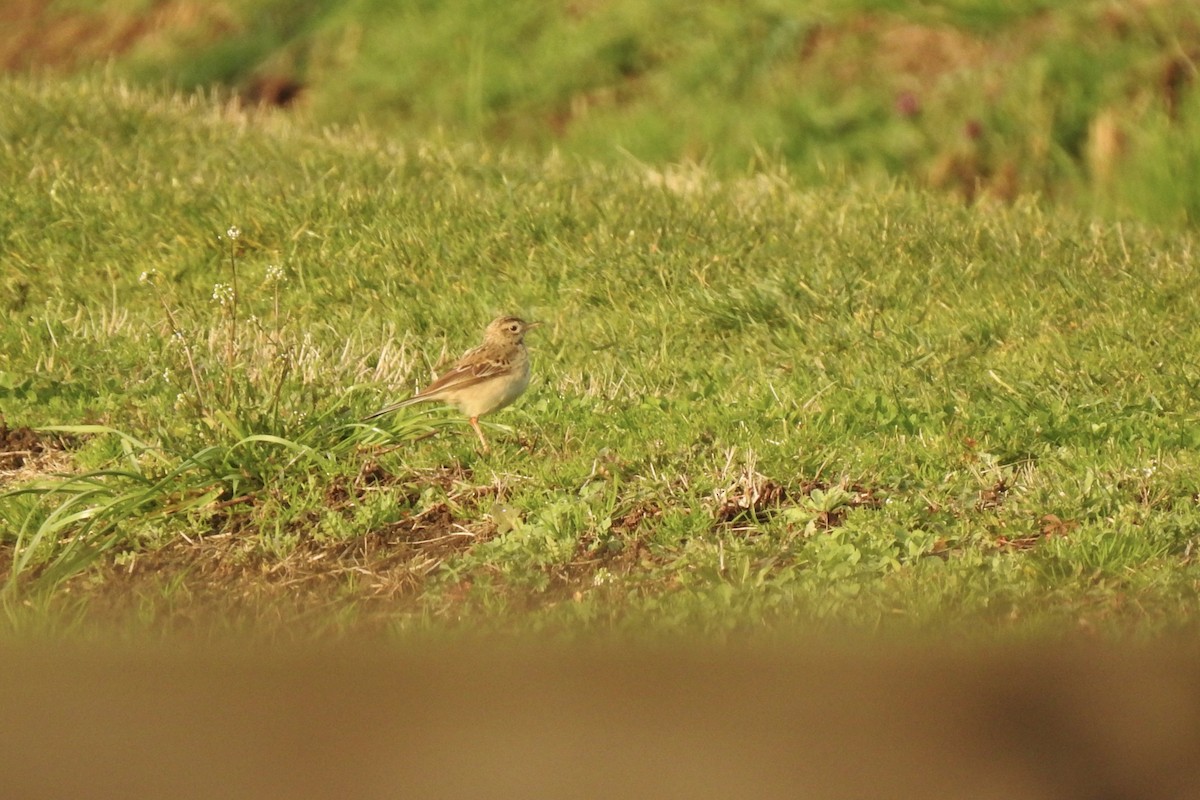 Richard's Pipit - ML646013404