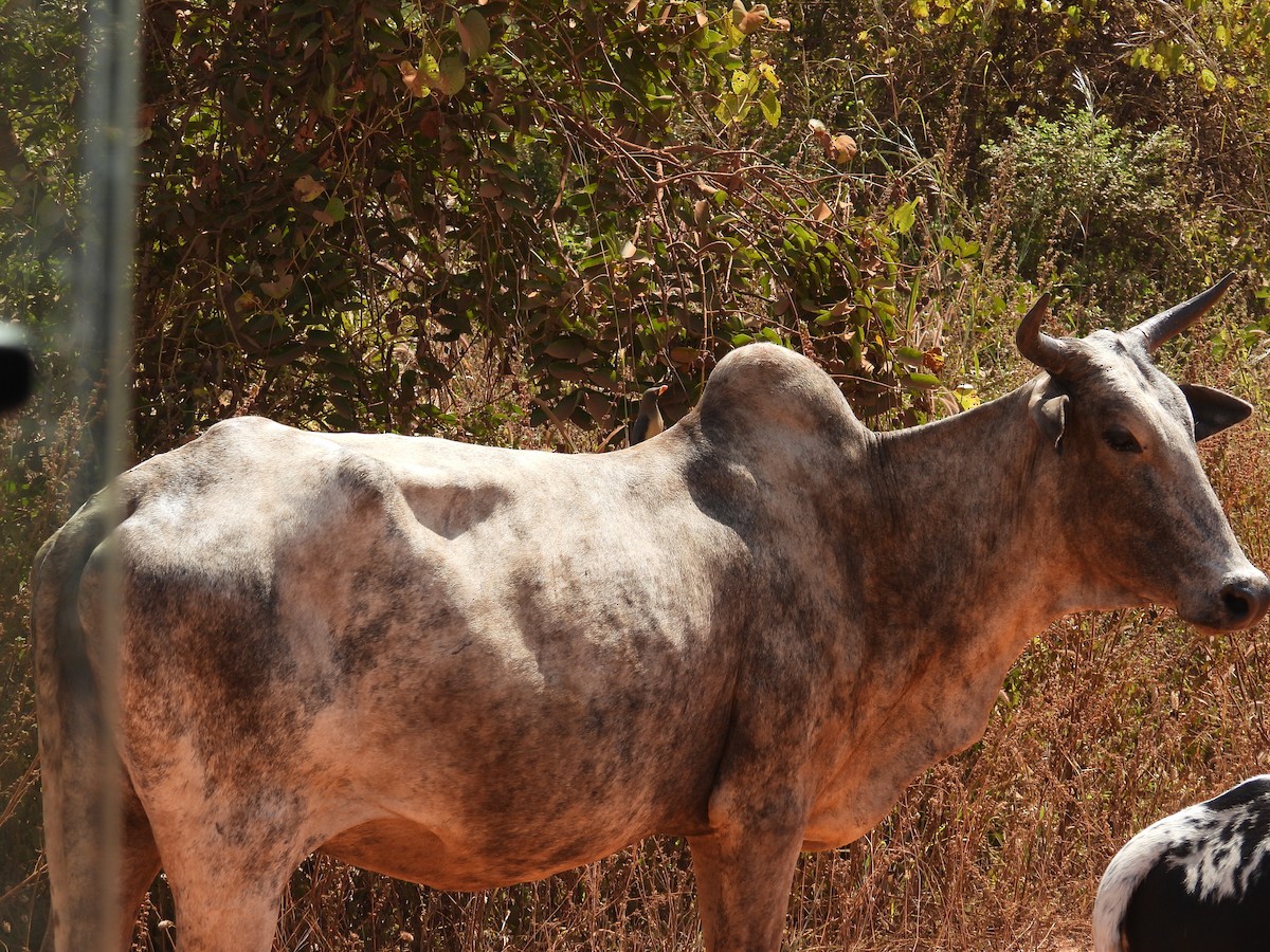 Yellow-billed Oxpecker - ML646013431