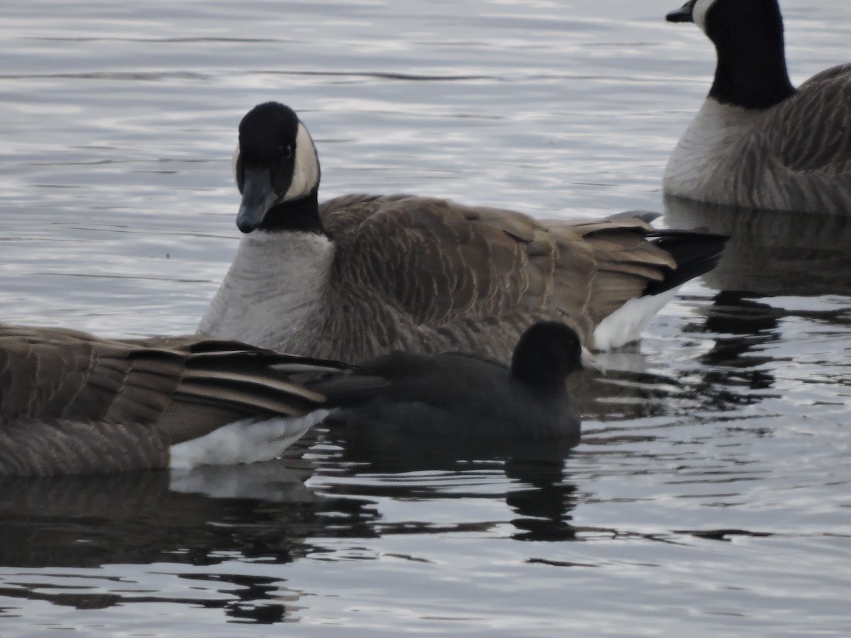 American Coot - ML646013433
