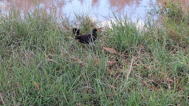 Dusky Moorhen - ML646013434