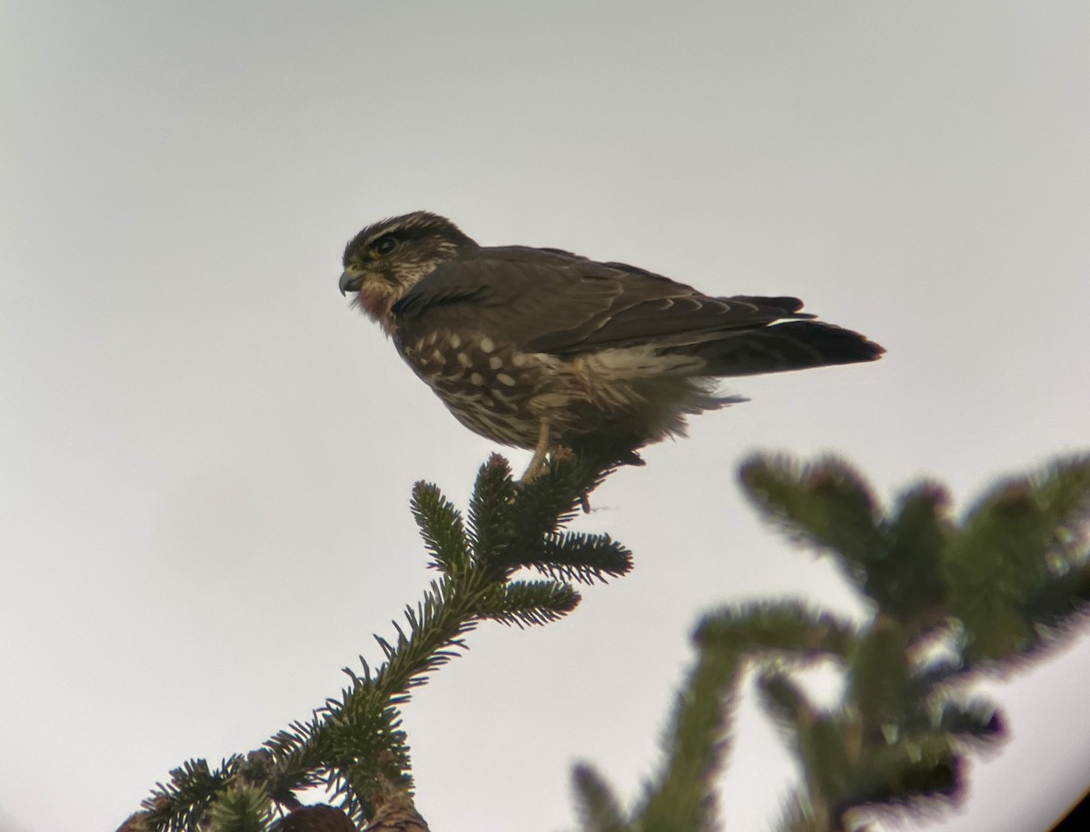 Merlin - ML646013435