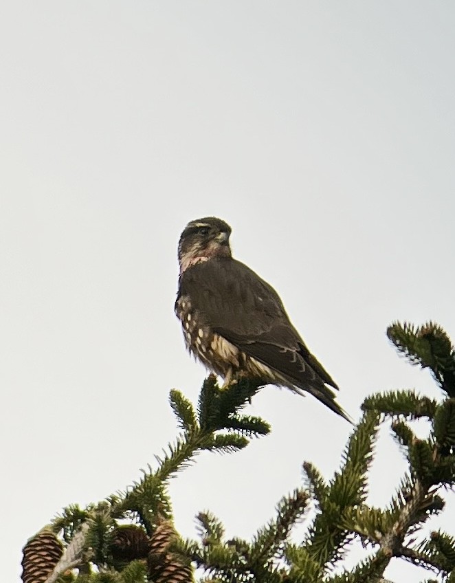 Merlin - ML646013436