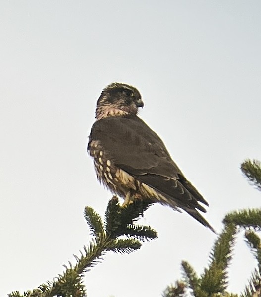 Merlin - ML646013437