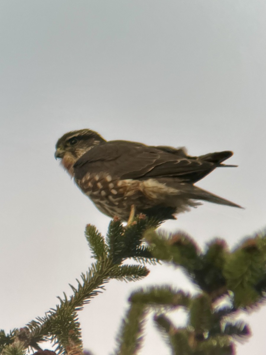 Merlin - ML646013438