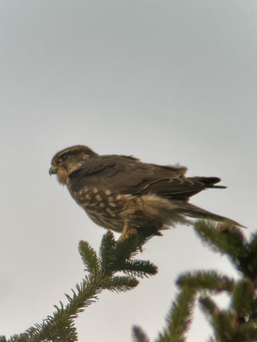 Merlin - ML646013439