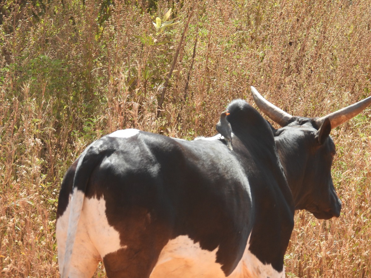 Yellow-billed Oxpecker - ML646013440