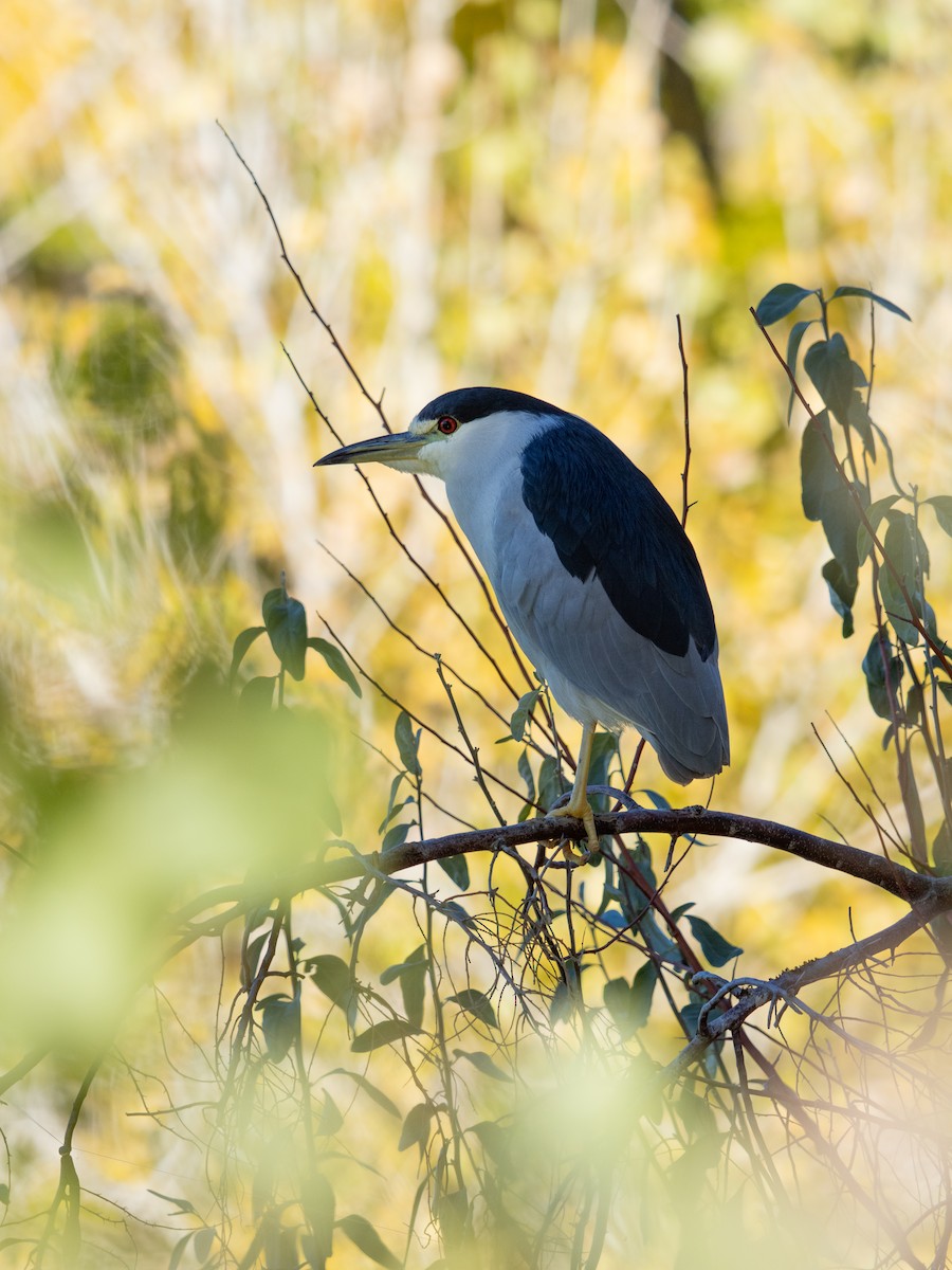 Black-crowned Night Heron - ML646013445