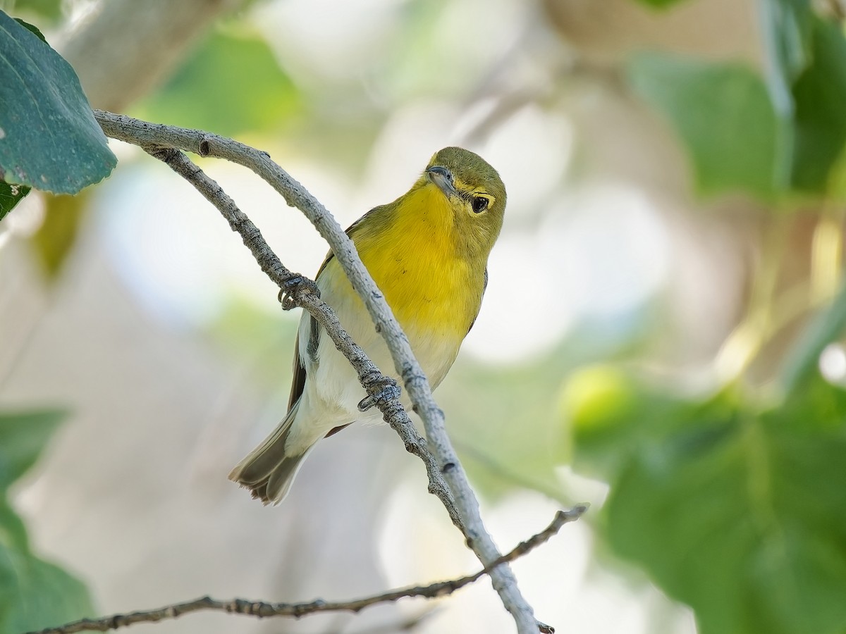 Yellow-throated Vireo - ML646013451