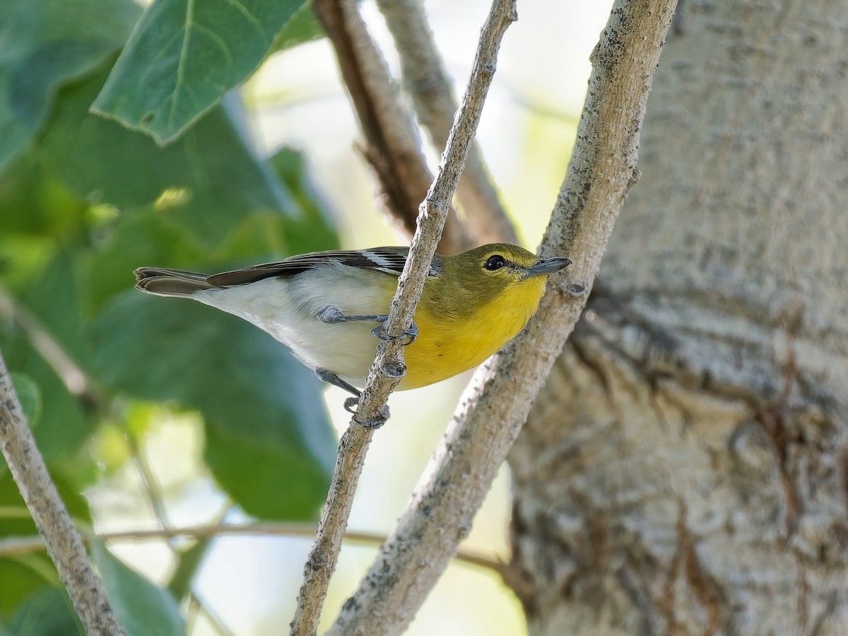 Yellow-throated Vireo - ML646013452