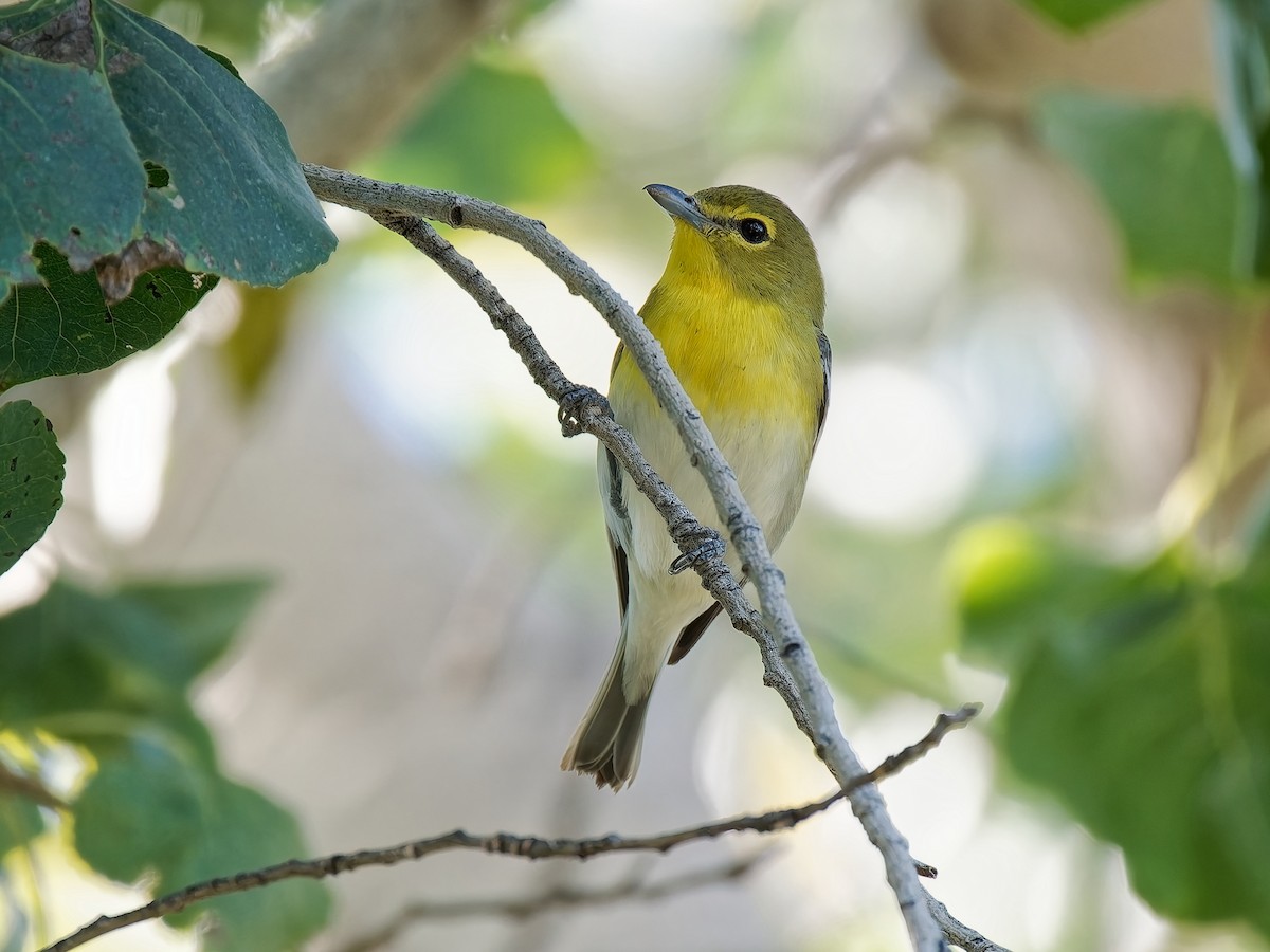 Yellow-throated Vireo - ML646013453