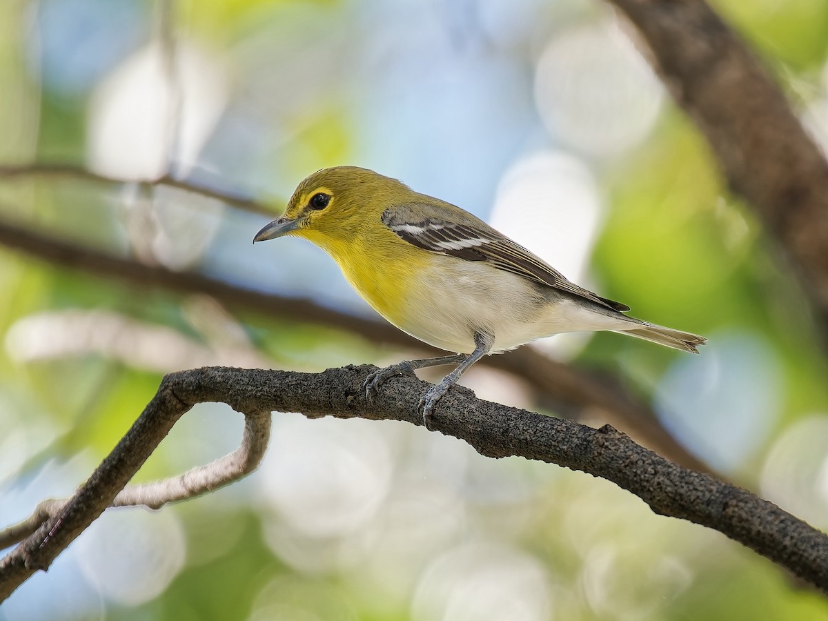 Yellow-throated Vireo - ML646013454