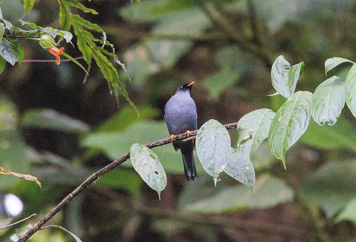 Black-faced Solitaire - ML646013462