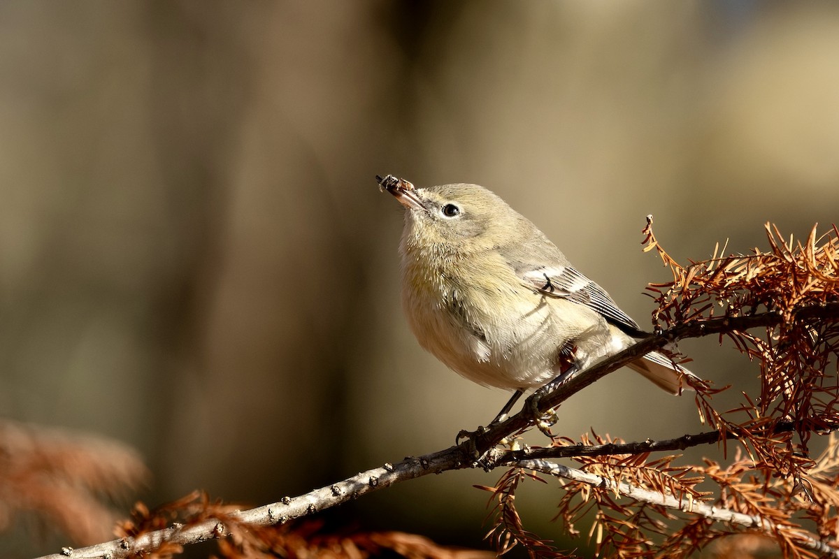Kiefernwaldsänger - ML646013464