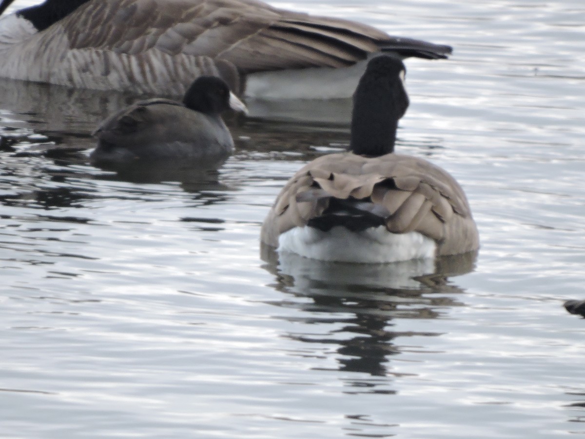 American Coot - ML646013465