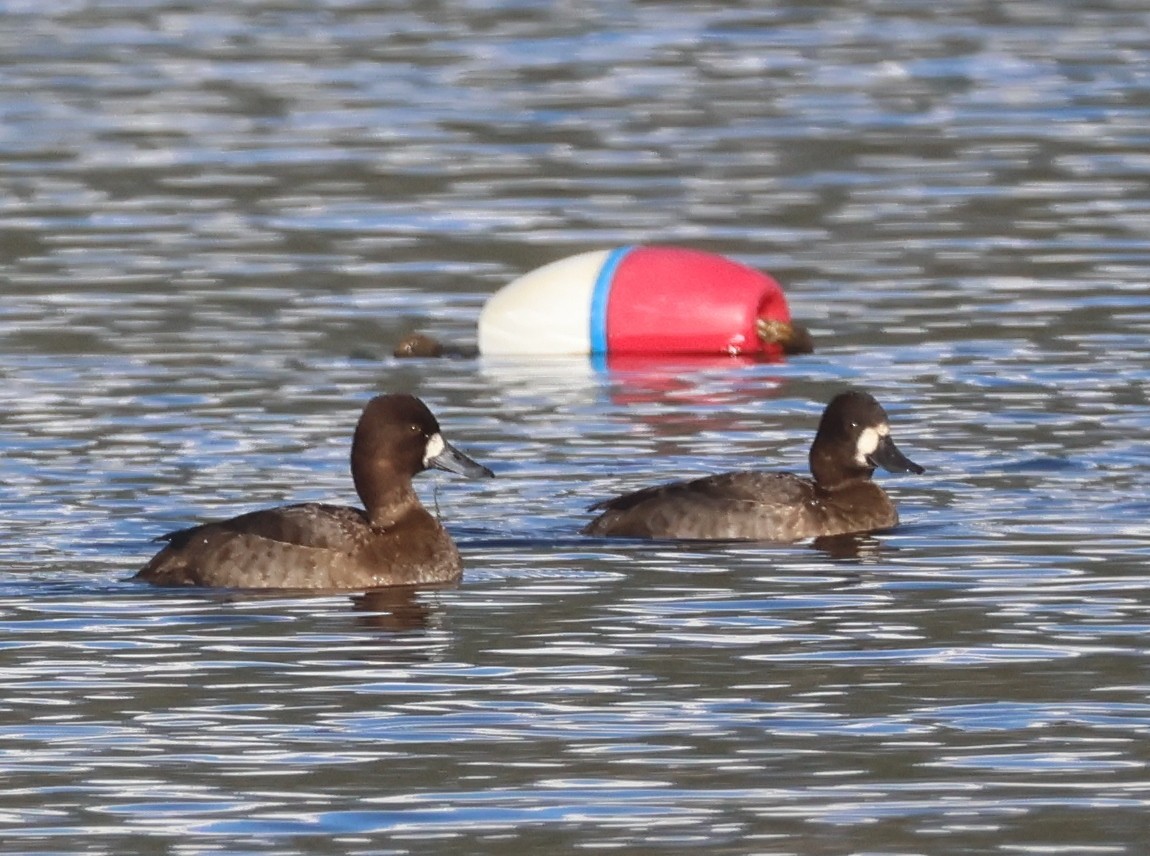 Lesser Scaup - ML646013466
