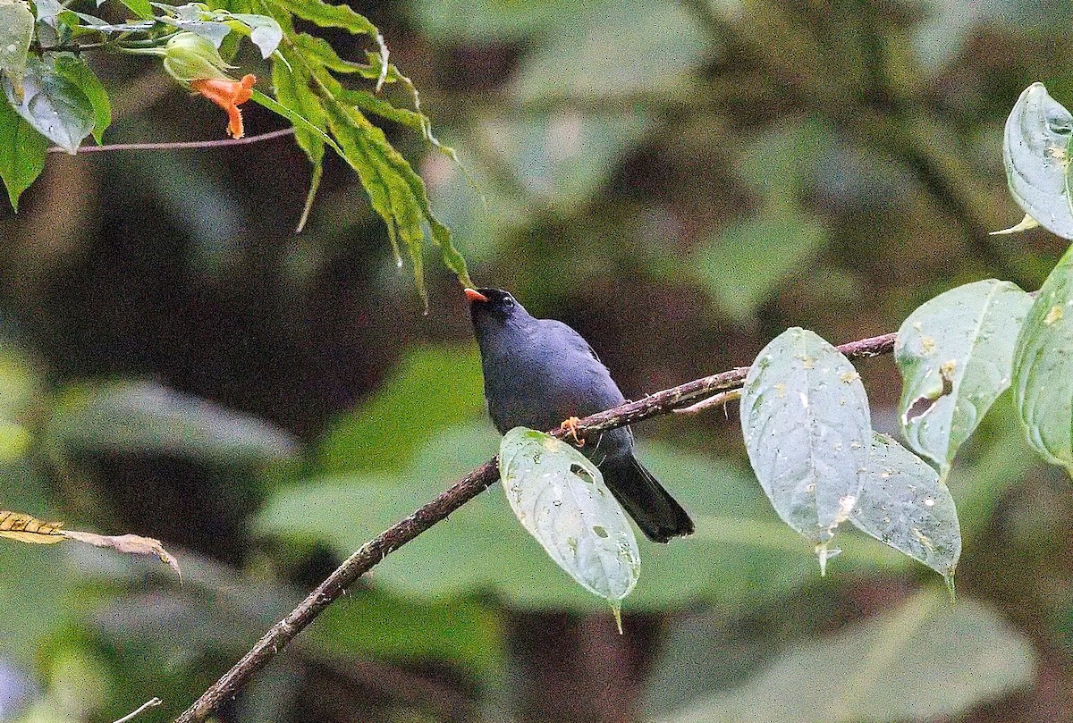 Black-faced Solitaire - ML646013474
