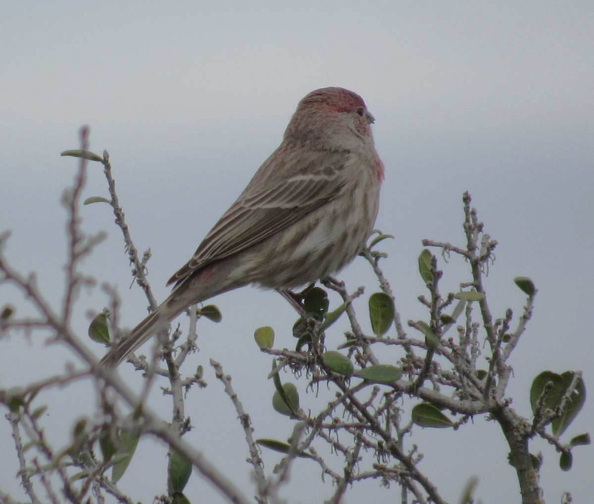 House Finch - ML646013478