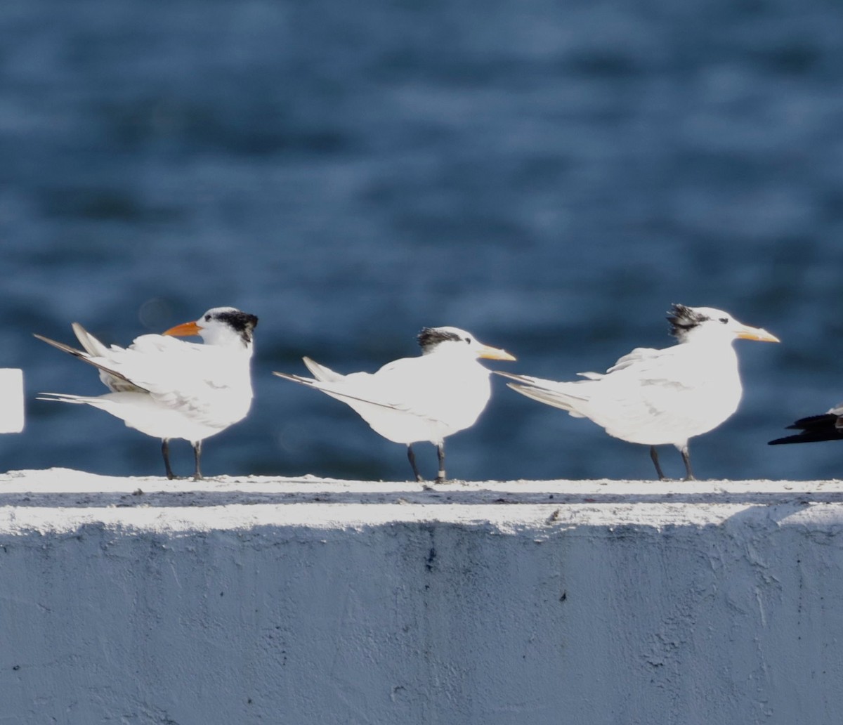 Royal Tern - ML646013481