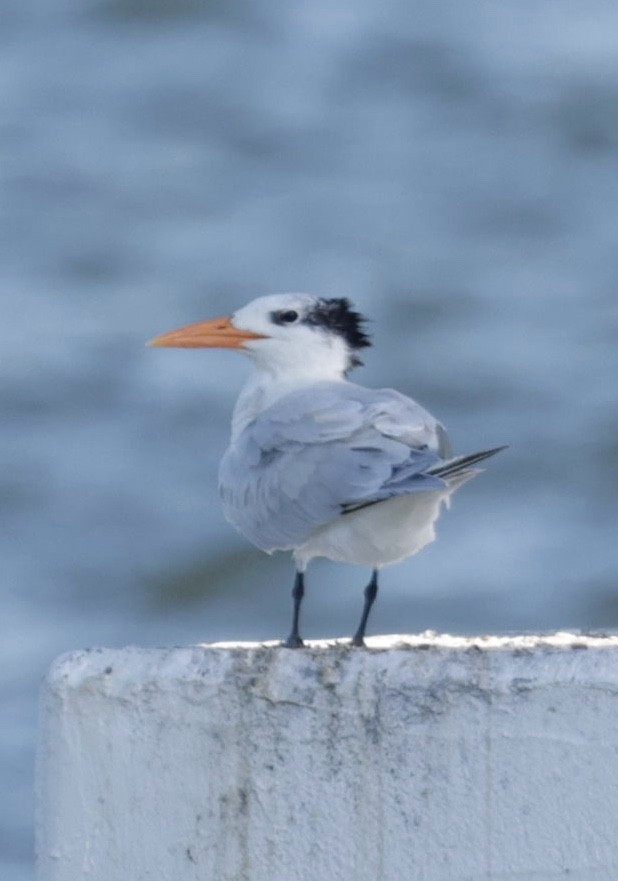 Royal Tern - ML646013482