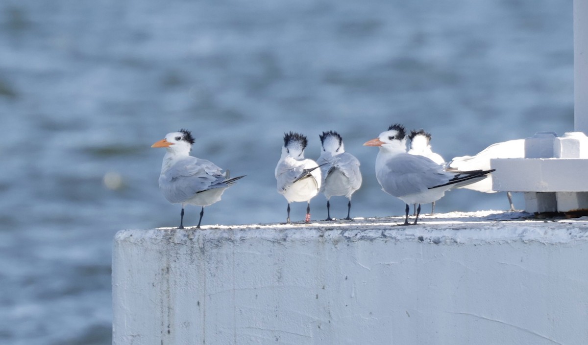 Royal Tern - ML646013483