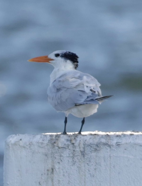 Royal Tern - ML646013484