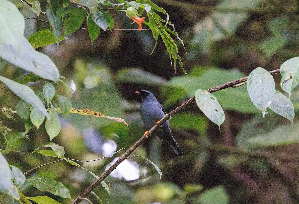Black-faced Solitaire - ML646013485