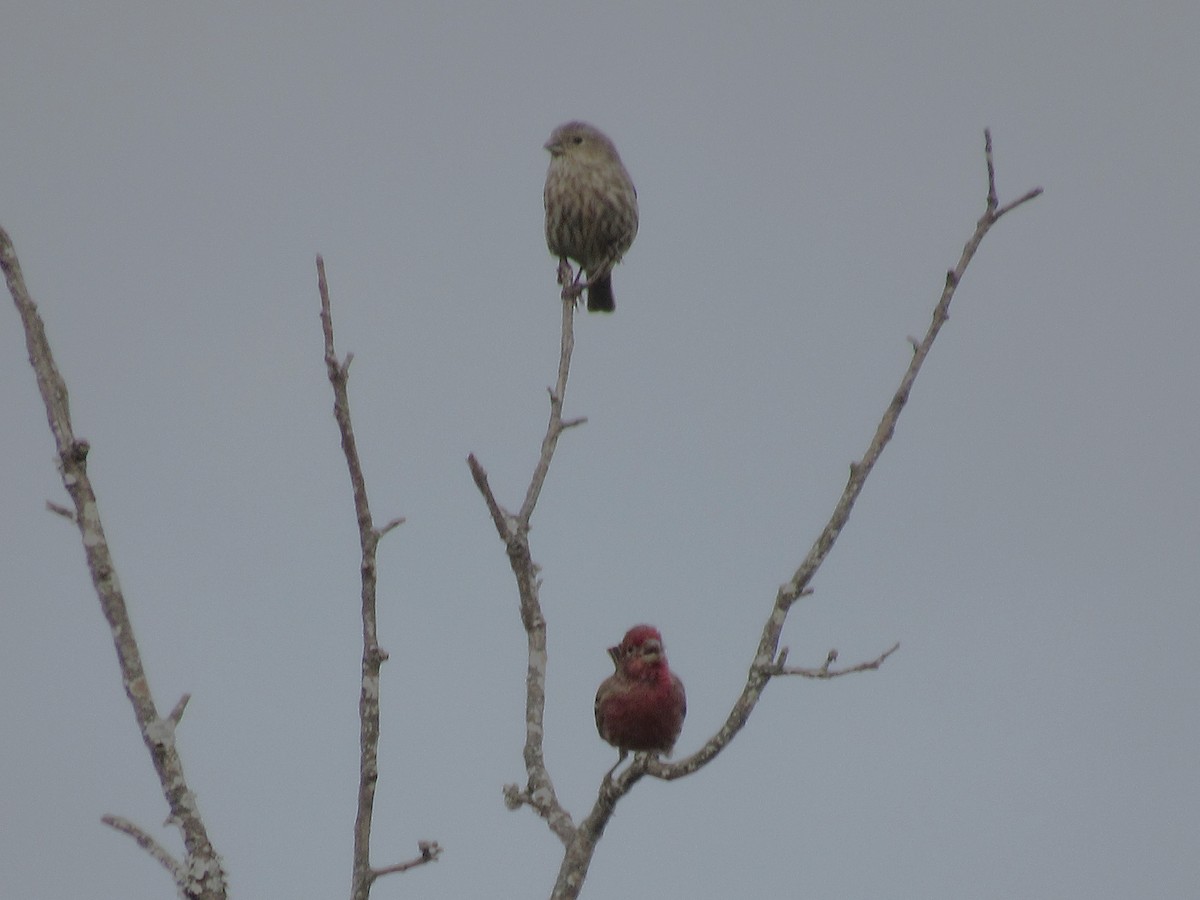 House Finch - ML646013489