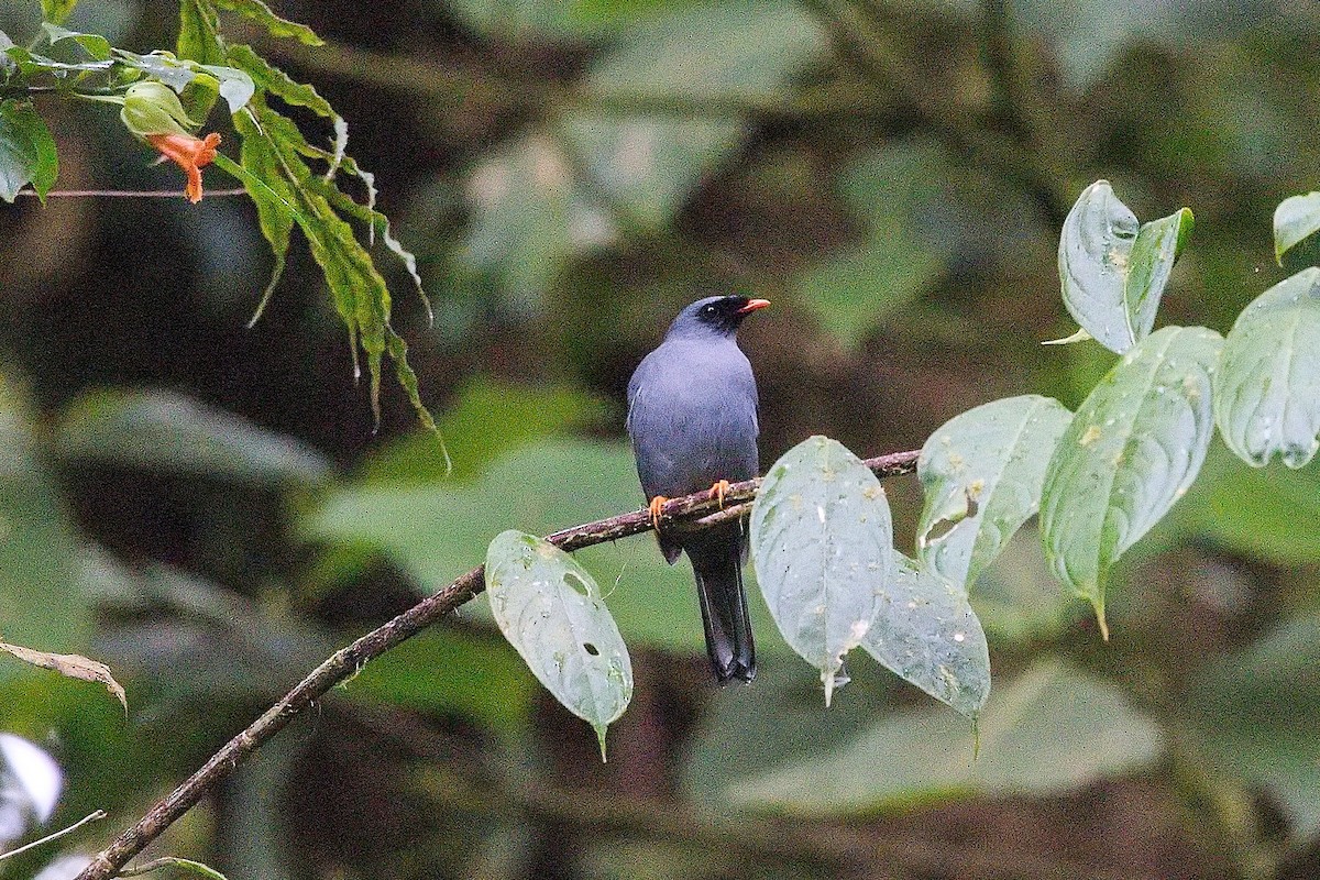 Black-faced Solitaire - ML646013494