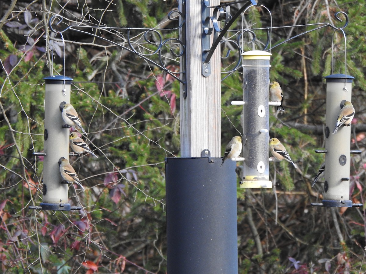 Altın İskete - ML646013495