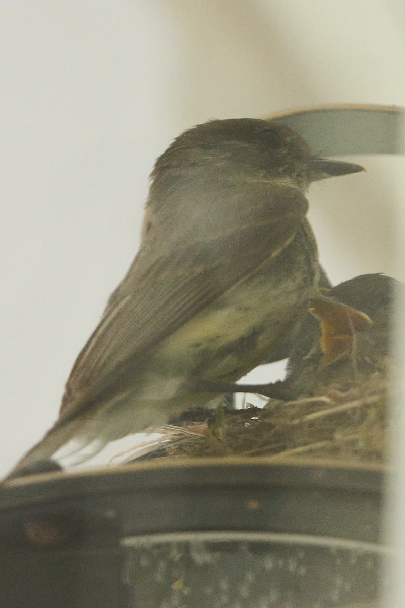 Eastern Phoebe - ML646013496