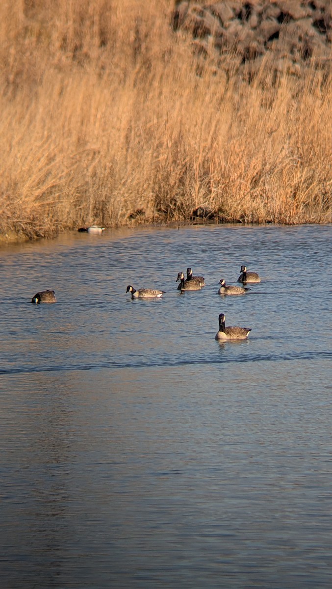 Cackling Goose - ML646013497