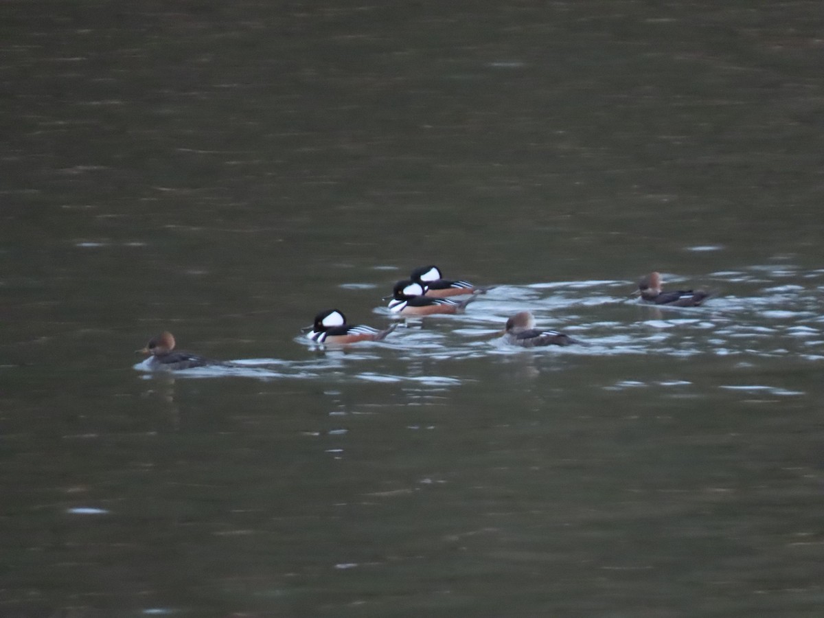 morčák chocholatý - ML646013499