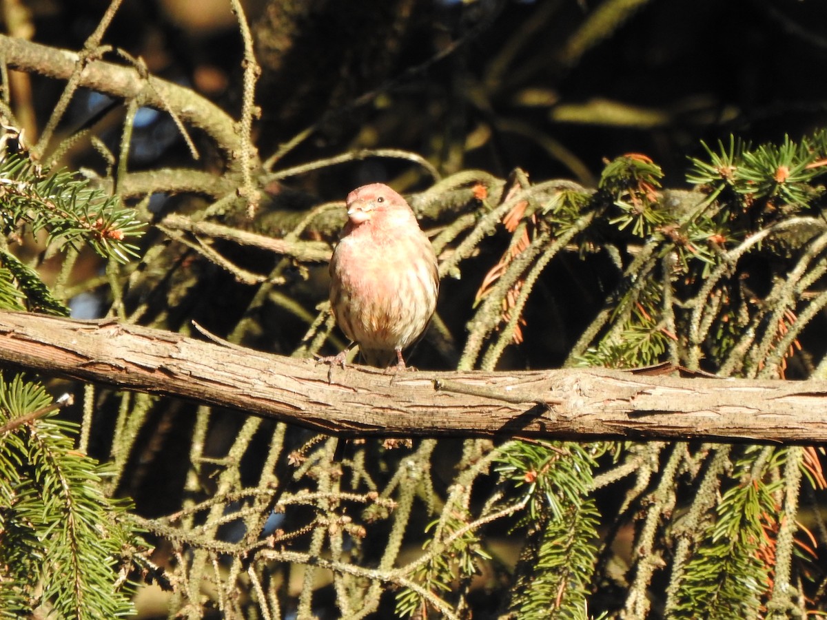 House Finch - ML646013501