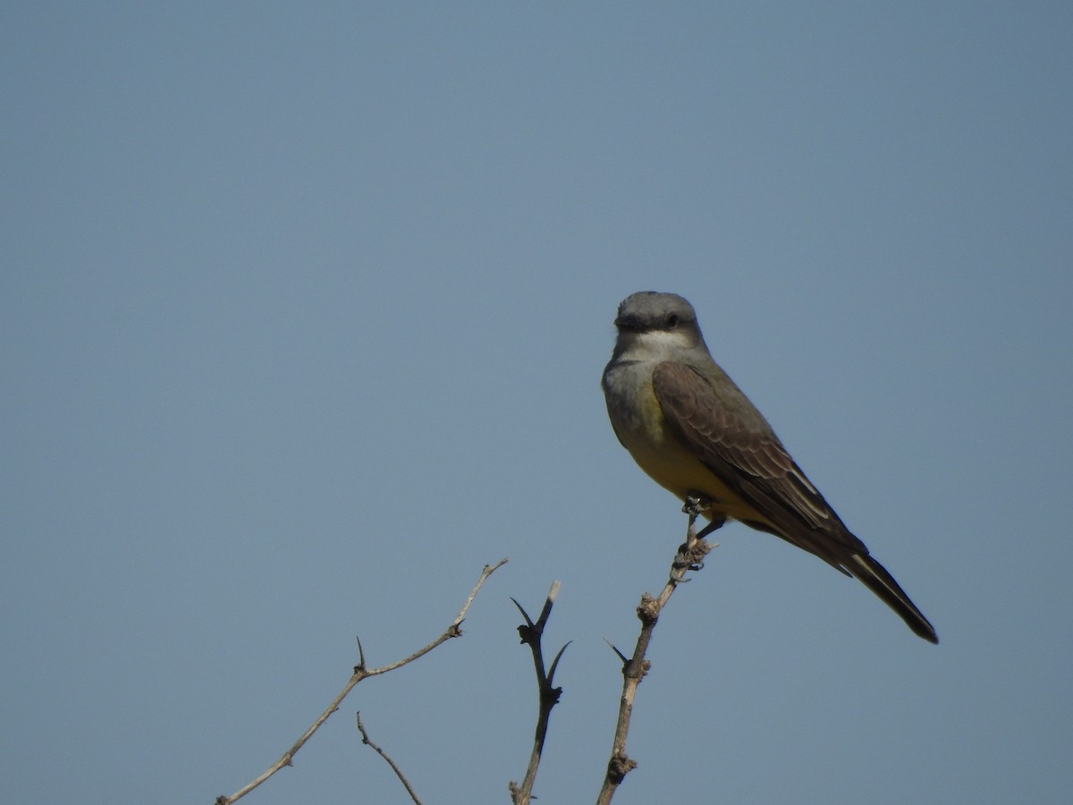 Western Kingbird - ML646013505