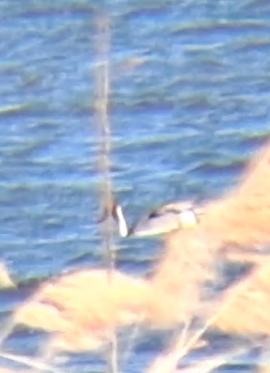 ostralka štíhlá - ML646013507