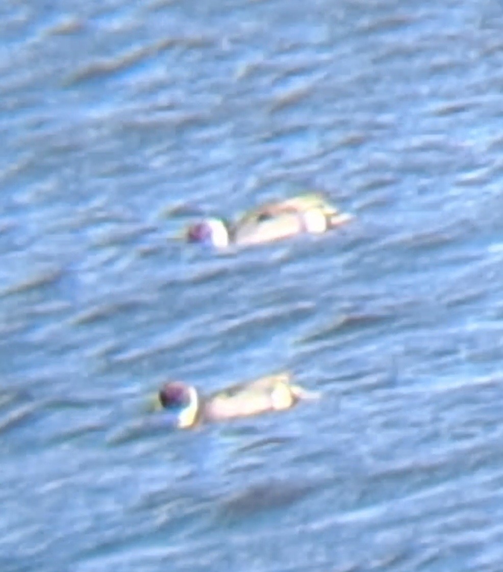 ostralka štíhlá - ML646013510