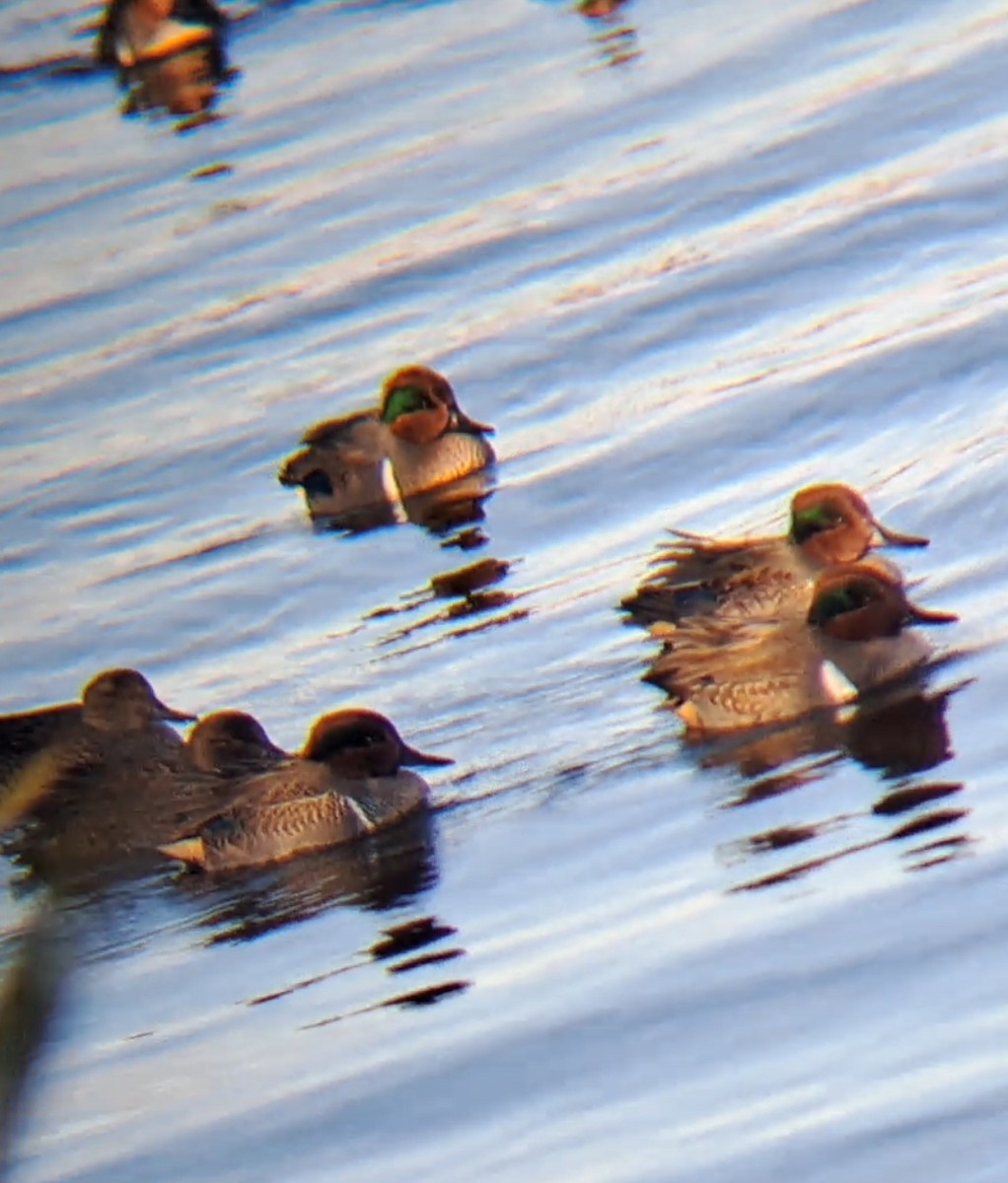 čírka obecná - ML646013518