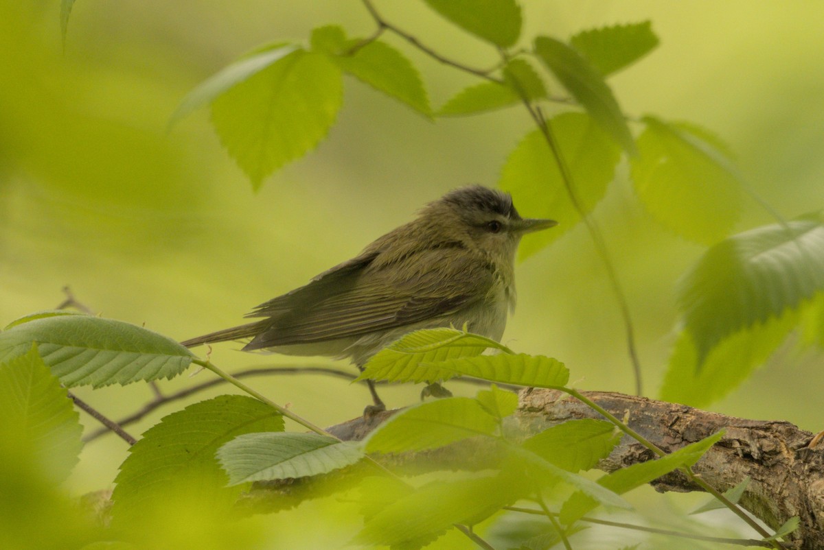 アカメモズモドキ - ML646013522