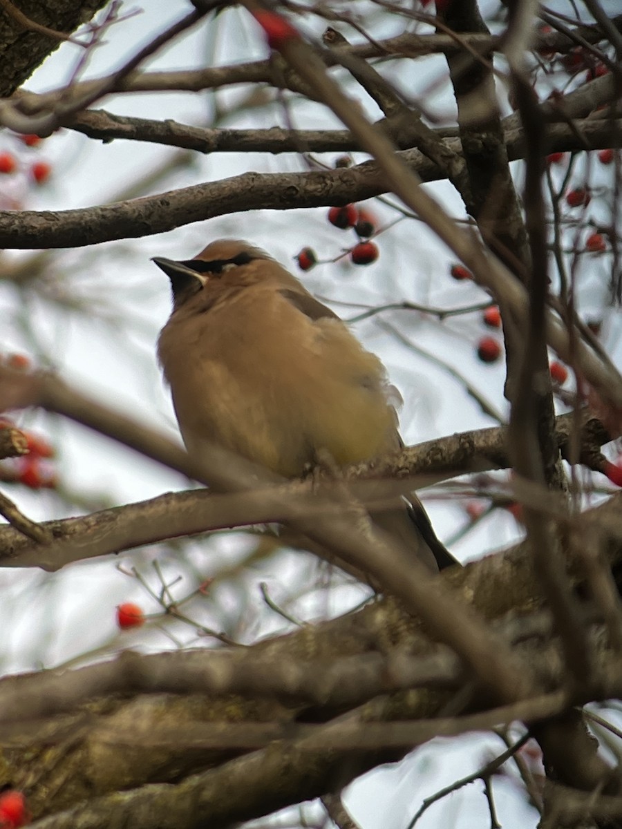 Cedar Waxwing - ML646013531